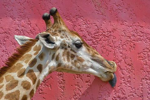 jirafa lamiendo pared, jirafa, cabeza, idioma, lamer, pared, rosado, vistoso, animal, mamífero, temas de animales, un animal, fauna animal, pared - característica de la construcción, nadie, parte del cuerpo del animal, vertebrado, animales en la naturaleza, de cerca, cabeza de animal, animales domesticos, día, marcas de animales, estructura construida, safari, al aire libre, cuello animal, herbívoro, 5K, CC0, dominio público, libre de derechos