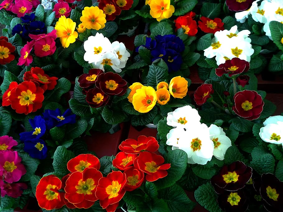primavera, cowslip, color, auricula, mercat, Paradeta, venda, diversitat, mercat local dels agricultors, flor, naturalesa, planta, multicolor, groc, llit de flors, bellesa a la natura, estiu, color verd, cap de flor, pètal, a l'aire lliure, frescor, cap gent, fragilitat, venda al detall, dia, planta amb flors, vulnerabilitat, inflorescència, vista d’angle alt, creixement, primer pla, part de la planta, full, variació, arranjament floral, Ram de flors, bouquet, 2K