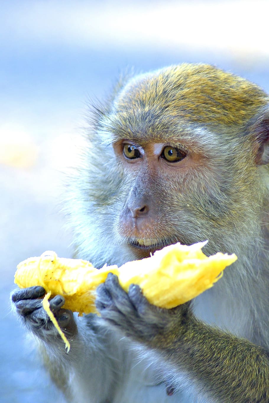 mico, micos, mamífer, simis, mamífers, animal, animals, salvatge, la vida, vida salvatge, naturalesa, natural, arbre, arbres, verd, ull, ulls, asia, Tailàndia, un animal, menjar, animals a la natura, temes d'animals, fauna animal, primat, vertebrats, primer pla, cap gent, dia, celebració, mirant, centrar-se en primer pla, a l'aire lliure, mirant cap a fora, retrat, famolenc, 2K