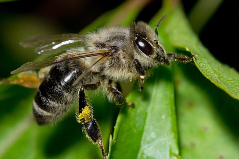 bi, pollen, insekt, makro, detalje, dyre temaer, dyr i naturen, dyreliv, dyr, hvirvelløse, et dyr, tæt på, natur, fokus på forgrunden, plante, ingen mennesker, blad, plante del, grøn farve, dag, leddyr, skønhed i naturen, selektiv fokusering, udendørs, dyr øje, 2K, CC0, offentligt domæne, royaltyfrie
