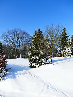 vinter, sne, vinterlige, kold, vinter træer, træer, natur, vinterforkølelse, snedækket, kold temperatur, træ, plante, himmel, hvid farve, skønhed i naturen, bare træ, miljø, dag, rolig scene, scenics - natur, blå, ro, dækker, jord, ingen mennesker, udendørs, 4K, CC0, offentligt domæne, royaltyfrie