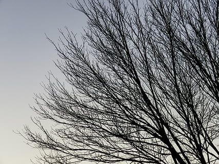 bare tree, silhouette, tree, without, leaves, sunrise, trees, branches, sky, branch, nature, outdoors, low angle view, day, no people, winter, plant, tranquility, beauty in nature, growth, clear sky, scenics - nature, tranquil scene, non-urban scene, complexity, close-up, 4K, CC0, public domain, royalty free