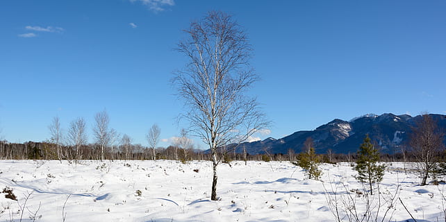 Winter, Schnee, Baum, Birke, individuell, kalt, Landschaft, winterlich, heide, Natur, schneebedeckt, kalte Temperatur, Blau, weiße Farbe, Umgebung, Himmel, Pflanze, Szenen - Natur, Land, ruhige Szene, Schönheit in der Natur, Berg, Ruhe, gefroren, Nicht-städtische Szene, keine Leute, draußen, Eis, Kiefer, Nadelbaum, Kiefernwald, schneebedeckter Berg, 5K, CC0, gemeinfrei, lizenzfrei