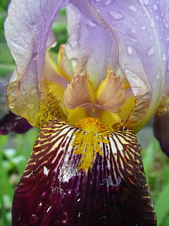 irisbloem, paars, macro, iris, bloem, bloemblad, breekbaarheid, detailopname, bloemhoofd, natuur, bloeiende plant, kwetsbaarheid, schoonheid in de natuur, fabriek, versheid, bloeiwijze, groei, laten vallen, water, dag, geen mensen, stuifmeel, buitenshuis, Purper, iris - plant, lente, puurheid, regendruppel, dauw, 4K, CC0, publiek domein, royaltyvrij