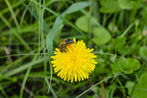 abelha, macro, flor, inseto, amarelo, verão, natureza, pólen, inseto voador, insetos, fotografia macro, pétalas, fechar-se, querida, flores, recolhe o néctar, apicultura, abelhas, planta com flores, temas animais, invertebrado, animais selvagens, animal, plantar, beleza na natureza, um animal, animais em estado selvagem, cabeça de flor, pétala, fragilidade, frescura, crescimento, vulnerabilidade, ninguém, polinização, ao ar livre, primavera, 5K, CC0, domínio público, royalty free
