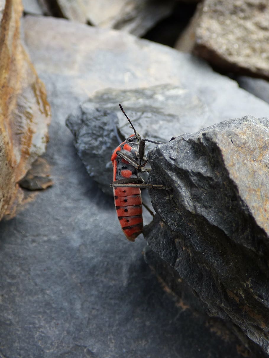 insecte, escarabat, vermell i negre, error, detall, invertebrat, temes d'animals, animals a la natura, animal, fauna animal, un animal, dia, primer pla, centrar-se en primer pla, cap gent, naturalesa, sòlid, rock, a l'aire lliure, vermell, rock - object, ala dels animals, enfocament selectiu, papallona - insecte, 2K