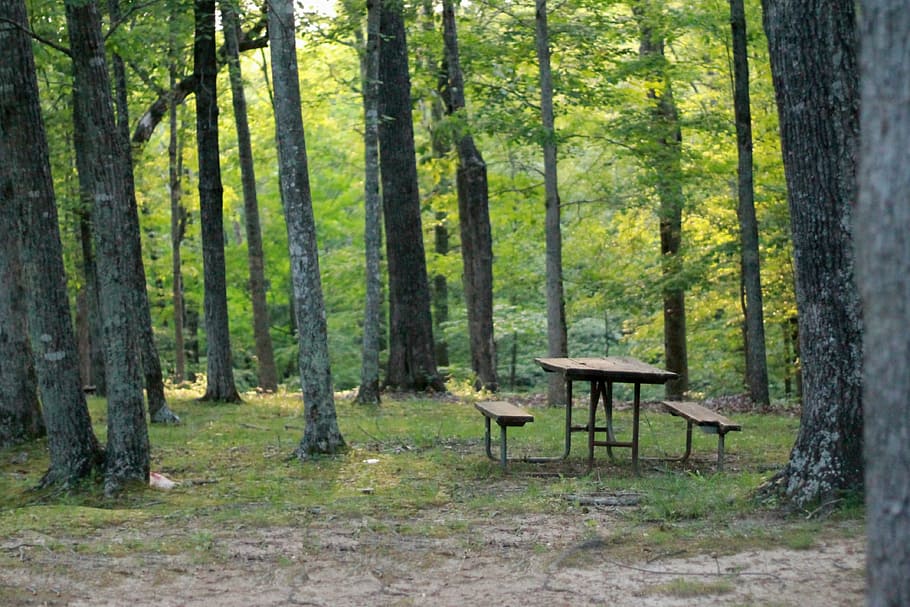 marró, fusta, taula de pícnic, al costat, negre, arbres, taula, boscos, enfocament suau, pícnic, naturalesa, bosc, arbre, parc, banc, paisatge, verd, escena, a l'aire lliure, oci, zona, campament, herba, tardor, rural, caure, vacances, relaxació, escènic, recreació, descans, camp, planta, seient, terra, tronc de l'arbre, tronc, bellesa a la natura, escenics - natura, cap gent, dia, absència, cadira, escena no urbana, color verd, medi ambient, pi, bosc de pi, 4K