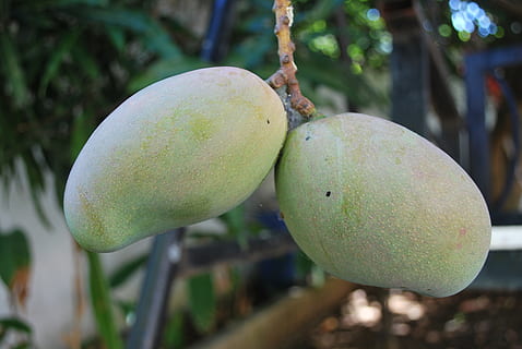 Mango, Grün, Baum, auf Baum, Obst, Lebensmittel, organisch, gesund, tropisch, frisch, Süss, saftig, reif, natürlich, Diät, Vitamin, roh, Frische, Natur, Essen und Trinken, gesundes Essen, Fokus auf den Vordergrund, Wohlbefinden, grüne Farbe, Wachstum, Nahansicht, Pflanze, keine Leute, Tag, draußen, Schönheit in der Natur, Mango-Frucht, Landwirtschaft, 4K, CC0, gemeinfrei, lizenzfrei