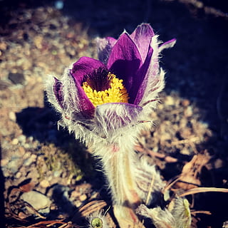 blomma, backsippa, vår, växt, blommande växt, närbild, tillväxt, skönhet i naturen, friskhet, natur, sårbarhet, bräcklighet, inget folk, blomställning, blomhuvud, kronblad, fokusera på förgrunden, dag, landa, fält, solljus, selektiv fokusering, utomhus, pollen, 2K, CC0, offentligt domän, royaltyfria