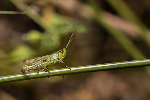 grasshopper, meadow, insect, grass, macro, close, skip, animal themes, one animal, animal, animals in the wild, animal wildlife, invertebrate, green color, close-up, animal body part, focus on foreground, nature, no people, day, plant, animal antenna, outdoors, side view, sunlight, 2K, CC0, public domain, royalty free