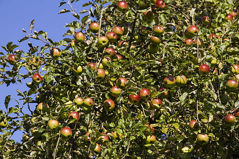 boskoop, pomera, poma, fruita, vermell, saludable, vitamines, varietat de poma, boskop, pomes de cuir, quall, naturalesa, agricultura, menjar, madur, arbre, full, branca, frescor, orgànic, planta, alimentació saludable, menjar i beguda, creixement, dia, bellesa a la natura, benestar, color verd, cap gent, arbre fruiter, vista d’angle baix, a l'aire lliure, primer pla, rowanberry, 5K, CC0, domini públic, lliure de regalies