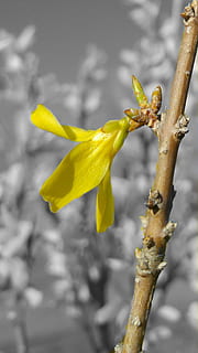 germoglio, fiore, alberello, ramo, giallo, fiore giallo, singolo, solo, ramo di un albero, le foglie, bellissimo, simpatico, tema, natura, pianta, sfondo, struttura, messa a fuoco, macro, avvicinamento, dettaglio, semplice, semplicità, primavera, estate, Paradiso, oro, giallo dorato, concentrarsi sulle conoscenze acquisite, crescita, bellezza nella natura, nessuno, pianta fiorita, giorno, stelo vegetale, fragilità, vulnerabilità, petalo, all'aperto, messa a fuoco selettiva, freschezza, testa di fiore, 1080P, CC0, dominio pubblico, privo di copyright