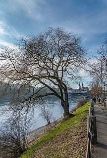 basilea, fiume del Reno, fiume, albero, pianta, acqua, cielo, natura, giorno, bellezza nella natura, albero nudo, la tranquillità, nuvola - cielo, sentiero, scenics - natura, scena tranquilla, direzione, all'aperto, panchina, ringhiera, 5K, CC0, dominio pubblico, privo di copyright