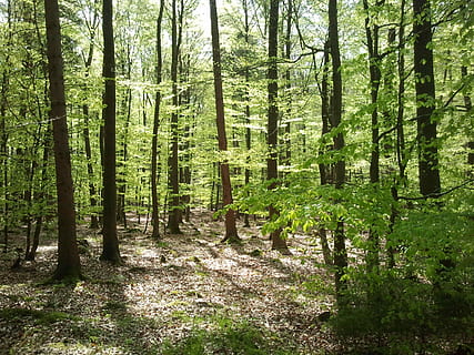 foresta, Maiwald, primavera, albero, pianta, terra, tronco d'albero, tronco, bellezza nella natura, la tranquillità, crescita, bosco, scena tranquilla, natura, nessuno, giorno, colore verde, scenics - natura, scena non urbana, abbondanza, all'aperto, luce del sole, 2K, CC0, dominio pubblico, privo di copyright