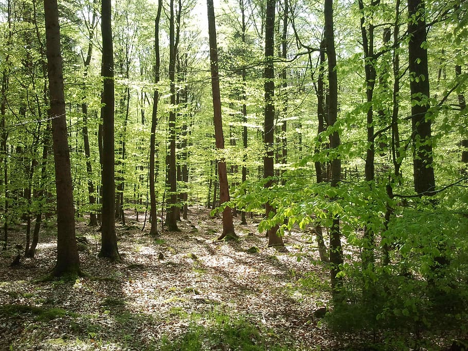 bosc, maiwald, primavera, arbre, planta, terra, tronc de l'arbre, tronc, bellesa a la natura, tranquil·litat, creixement, escena tranquil·la, naturalesa, cap gent, dia, color verd, escenics - natura, escena no urbana, abundància, a l'aire lliure, llum solar, 2K