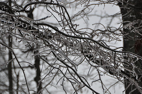 vinter, is, storm, isbakgrunn, iskald, frossen, tre, natur, gren, snø, kaldtemperatur, årstid, utendørs, anlegg, fokusere på forgrunnen, bare tre, selektiv fokusering, ingen folk, nærbilde, dag, kvist, død plante, ro, tørke, kompleksitet, ekstremt vær, snøstorm, 4K, CC0, offentlig domene, opphavsrett gratis