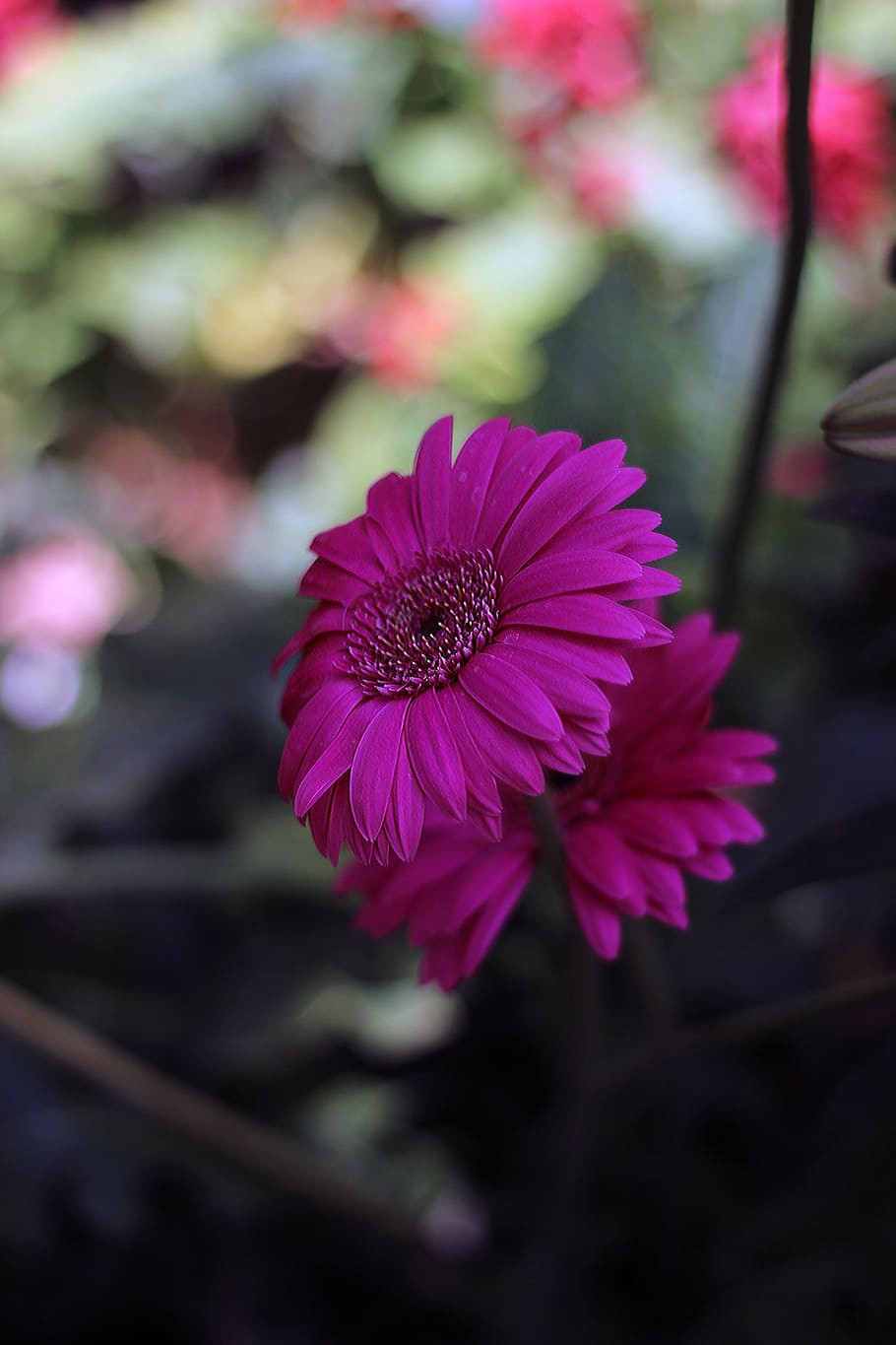 blomst, lyserød, forår, billede, tæt på, have, liv, kærlighed, blomstrende plante, sårbarhed, skrøbelighed, plante, kronblad, friskhed, skønhed i naturen, blomsterhoved, blomsterstand, vækst, lyserød farve, fokus på forgrunden, ingen mennesker, natur, dag, pollen, selektiv fokusering, lilla, 5K