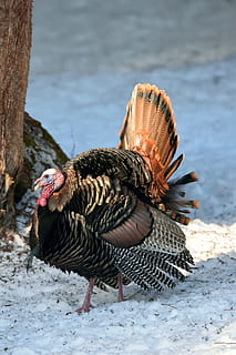 zwart, bruin, Turkije, snowfield, vogel, wild, de lente, dierlijke thema's, dier, dierenleven, gewerveld, één dier, dieren in het wild, dag, natuur, geen mensen, strand, land-, winter, water, focus op de voorgrond, detailopname, sneeuw, koude temperatuur, veld-, Turkije - vogel, 5K, CC0, publiek domein, royaltyvrij