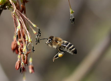 bi, flyvningen, bestøvning, Insecta, natur, forår, dyre temaer, dyr, insekt, dyreliv, dyr i naturen, hvirvelløse, tæt på, et dyr, plante, selektiv fokusering, flyvende, skønhed i naturen, ingen mennesker, Midt i luften, summende, fokus på forgrunden, dag, 1080P, CC0, offentligt domæne, royaltyfrie