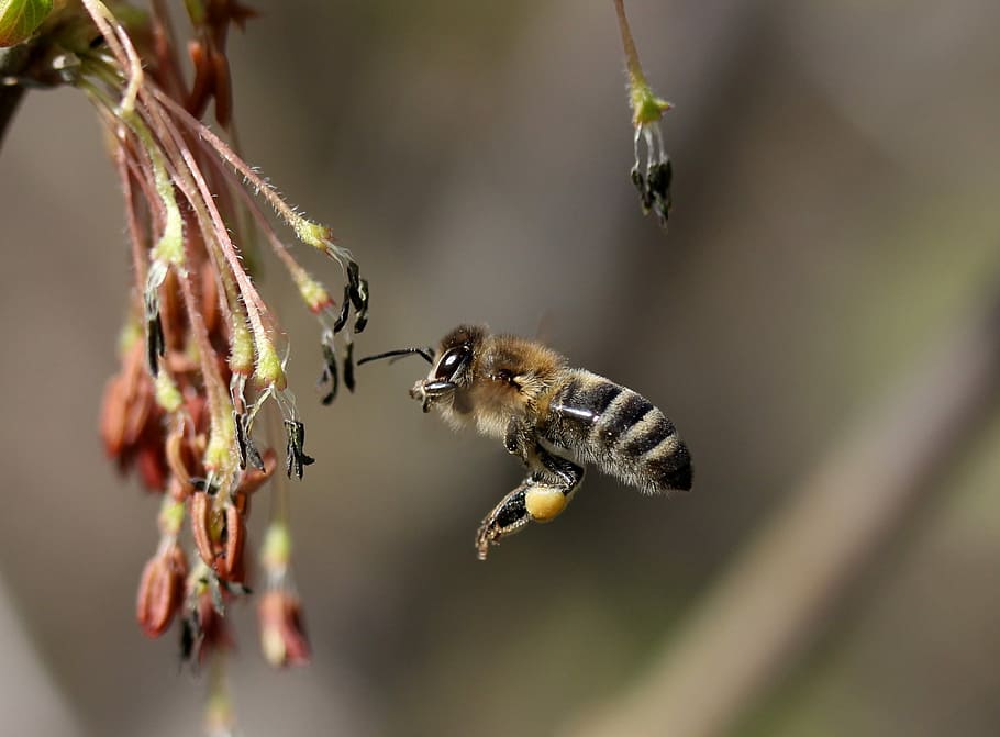 abella, vol, polinització, insecta, naturalesa, primavera, temes d'animals, animal, insecte, fauna animal, animals a la natura, invertebrat, primer pla, un animal, planta, enfocament selectiu, volant, bellesa a la natura, cap gent, a l'aire, brunzit, centrar-se en primer pla, dia, 1080P