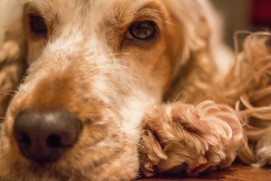gos, cocker, mascota, cocker spaniel, spaniel, motlle taronja, Anglès cocker spaniel, un animal, caní, mamífer, nacional, animal, temes d'animals, mascotes, animals domèstics, primer pla, relaxació, cap gent, cap d’animals, part del cos dels animals, a l'interior, estirat, centrar-se en primer pla, bonic, cabell, Golden Retriever, petit, ull d’animals, 4K