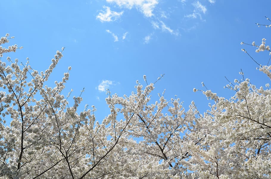 arbres amb fulles blanques, blanc, flors, dia, temps, blau, cel, núvols, naturalesa, cirera, planta, flor, primavera, vista d’angle baix, a l'aire lliure, arbre, cap gent, branca, bellesa a la natura, creixement, planta amb flors, frescor, tranquil·litat, fragilitat, núvol - cel, Color blanc, flor de cirerer, cirerer, 4K