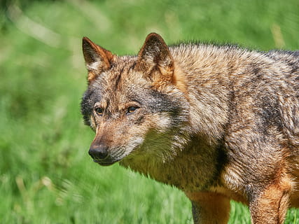 selectiu, foto del focus, wolfd, llop, scheu, naturalesa, bosc, animal, paquets d'animals, carnívors, mamífer, depredador, món animal, fotografia de fauna salvatge, parc natural, salvatge, atenció, canis lupus, perillós, llops, caçador, zoo, lupus, animal salvatge, en perill d’extinció, habitants dels boscos, hundeartig, ulls, tancar, vista, temes d'animals, un animal, fauna animal, animals a la natura, cap gent, vertebrats, dia, mirant, primer pla, a l'aire lliure, terra, mascotes, centrar-se en primer pla, part del cos dels animals, caní, gos, cap d’animals, agressió, musell, 5K, CC0, domini públic, lliure de regalies