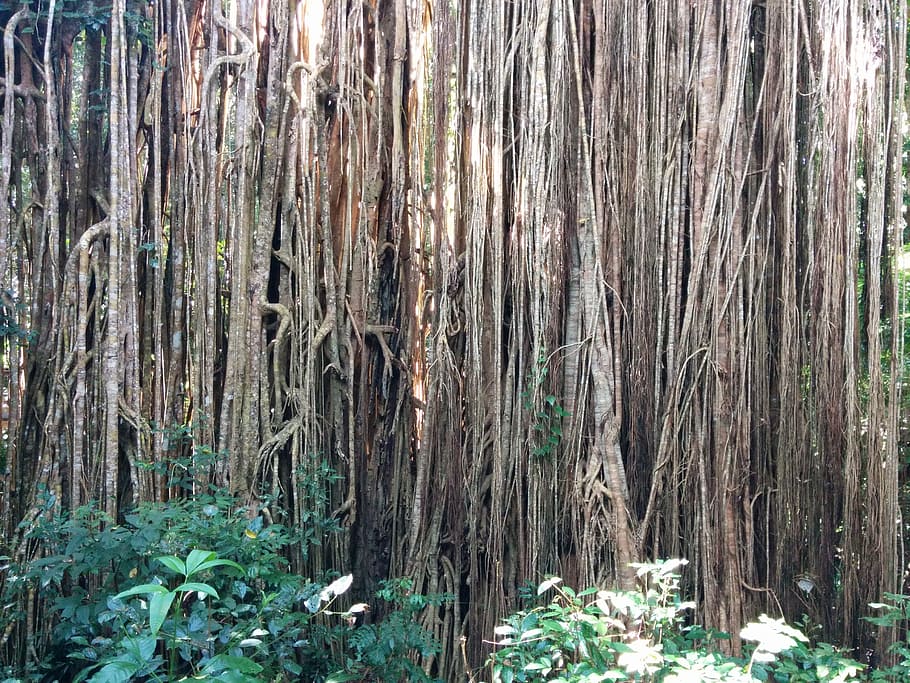 arrels, focus, arbre, bosc, planta, tropical, tronc, selva tropical, jungla, Austràlia, estrangulador, tròpic, vegetació, exuberant, tronc de l'arbre, terra, creixement, dia, cap gent, naturalesa, material de fusta, a l'aire lliure, tranquil·litat, bellesa a la natura, marc complet, abundància, primer pla, bambú, bambú - planta, 2K