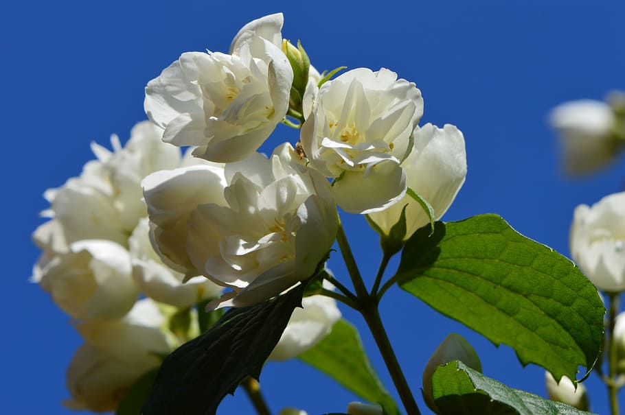 flor, blanc, primavera, gessamí, florir, naturalesa, flor blanca, planta, blau, primer pla, pètal, cap de flor, bellesa a la natura, branca, frescor, macro, cel, arbre, temporada, cap gent, creixement, full, planta amb flors, vulnerabilitat, fragilitat, Color blanc, inflorescència, part de la planta, dia, llum solar, a l'aire lliure, 5K