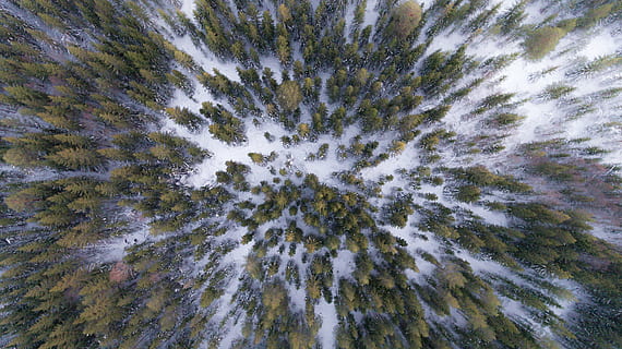 antenne, utsikt, grønn, trær, dagtid, skog, vinter, bakgrunn, natur, miljø, skogsbakgrunn, skogen, blader, hvit, naturlig, dag, scenisk, lys, utendørs, landskap, full ramme, ingen folk, nærbilde, vitenskap, anlegg, vekst, skjønnhet i naturen, mønster, tre, land, stein, strukturert, rock-objekt, fast, naturskjønnhet - natur, makro, konsentriske, 4K, CC0, offentlig domene, opphavsrett gratis