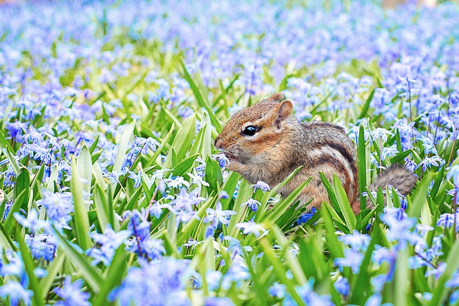 marró, esquirol, verd, fulles, planta, poc profund, focalitzar la fotografia, ardilla, primavera, camp, prat, flors, porpra, blau, animal, naturalesa, bonic, pell, rosegador, petit, mamífer, diversió, poc, adorable, dolç, temporada, un animal, flor, temes d'animals, animals a la natura, a l'aire lliure, fauna animal, dia, planta amb flors, cap gent, terra, bellesa a la natura, herba, frescor, sense cultiu, flors silvestres, 2K