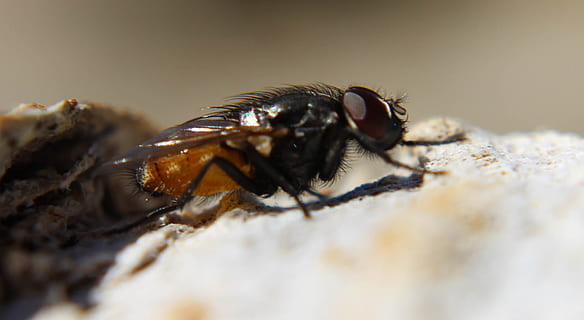 nero, volare, roccia, macrofotografia, giorno, insetto, creatura, peste, invertebrato, fauna selvatica, un animale, animali allo stato selvatico, avvicinamento, messa a fuoco selettiva, nessuno, natura, ala animale, macro, all'aperto, primo piano estremo, parte del corpo animale, velenoso, occhio animale, 1080P, CC0, dominio pubblico, privo di copyright