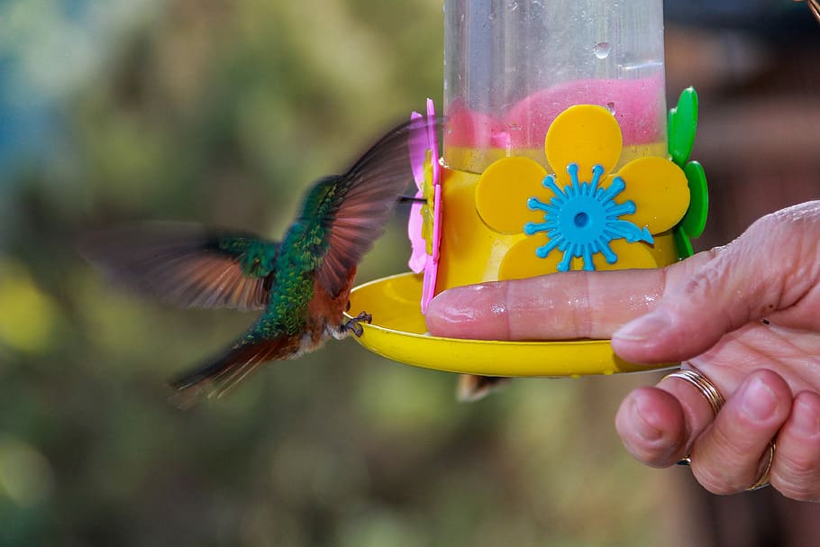 beijaflor, dit, afinitat, part del cos humà, mà humana, una persona, celebració, a l'aire lliure, dia, mà, ocell, fauna animal, vertebrats, un animal, animals a la natura, primer pla, part del cos, gent, centrar-se en primer pla, flor, volant, alimentació, cura, 4K