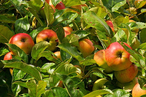 obuoliai, Obuolių medis, obuolys, vaisiai, medis, sodas, kernobst gewaechs, maisto, lapai, Uždaryti, vasaros pabaigoje, subrendęs, sveikas, valgyti, vitaminų, sveika mityba, augalų dalis, Maistas ir gėrimai, augimą, šviežumas, obuolių vaisiai, gerovę, žalia spalva, augalų, pobūdį, Iš arti, nėra žmonių, dieną, vaismedis, raudona, lauke, 2K, CC0, Viešasis domenas, nemokamai