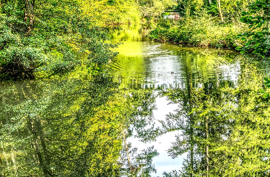 See, Wald, Spiegeln, Reflexion, Natur, Landschaft, Bäume, Wasser, Herbst, Wälder, Grün, Teich, hdr, Hoher dynamischer Bereich, Kontrast, Ente, Welle, Pflanze, Baum, Wachstum, Ruhe, grüne Farbe, Schönheit in der Natur, keine Leute, Tag, ruhige Szene, draußen, Szenen - Natur, üppiges Laub, Nicht-städtische Szene, Laub, Land, 5K