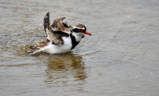 balta, juoda, pilka, antis, flapping, sparnai, nuvalymas, vanduo, dienos metu, ruda, killdeer, kūnas, paukštis, maudytis, maudymosi paukštis, snapas, wader, gyvūnams, gyvūnų gyvūnija, gyvūnas, gyvūnų temos, stuburiniai, vienas gyvūnas, ežeras, pobūdį, plaukimas, dieną, nėra žmonių, krantinė, naminių paukščių, lauke, iš šono, judėjimas, 2K, CC0, Viešasis domenas, nemokamai