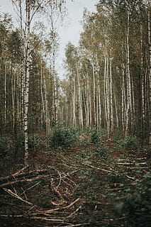 orman, yeşil, yapraklı, ağaçlar, gündüz, yol, yürümek, ağaç, huş ağacı, titrek kavak, doğa, peyzaj, seyahat, macera, naturaleza, Arbole, bosque, bitki, arazi, ağaç gövdesi, gövde, ormanlık, huzur, insansız, gün, doğada güzellik, sakin sahne, büyüme, kentsel olmayan sahne, manzaralar - doğa, açık havada, şube, ahşap malzeme, iğne yapraklı ağaç, 1080P, CC0, kamu malı, telif ücretsiz