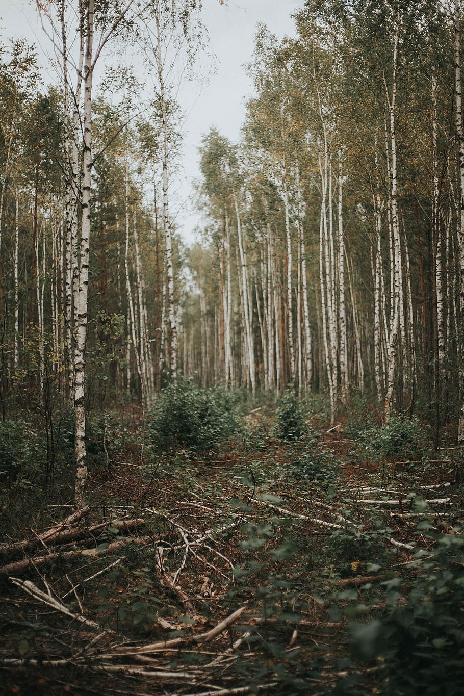 bosc, verd, fulles, arbres, durant el dia, Camí, caminar, arbre, bedoll, trèmol, naturalesa, paisatge, viatjar, aventura, arbole, bosque, planta, terra, tronc de l'arbre, tronc, tranquil·litat, cap gent, dia, bellesa a la natura, escena tranquil·la, creixement, escena no urbana, escenics - natura, a l'aire lliure, branca, material de fusta, arbre de coníferes, 1080P