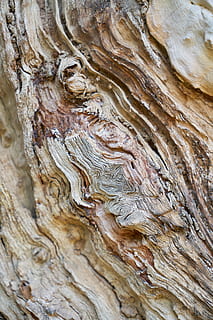 primer pla, foto, marró, fusta, resum, textura, arbre, macro, patró, detall, ningú, fons, patró abstracte, disseny, imatge en color, cap gent, enfocament selectiu, còpia espai, colors vius, bonic, groc, fotografia, mobles, taula, paret, sòl, natural, fons de pantalla, composició, dia, perspectiva, veninat, marc complet, patró natural, tronc de l'arbre, tronc, material de fusta, planta, escorça de la planta, naturalesa, aspre, a l'aire lliure, gra de fusta, escorça, anell d’arbre, efecte texturat, 5K, CC0, domini públic, lliure de regalies