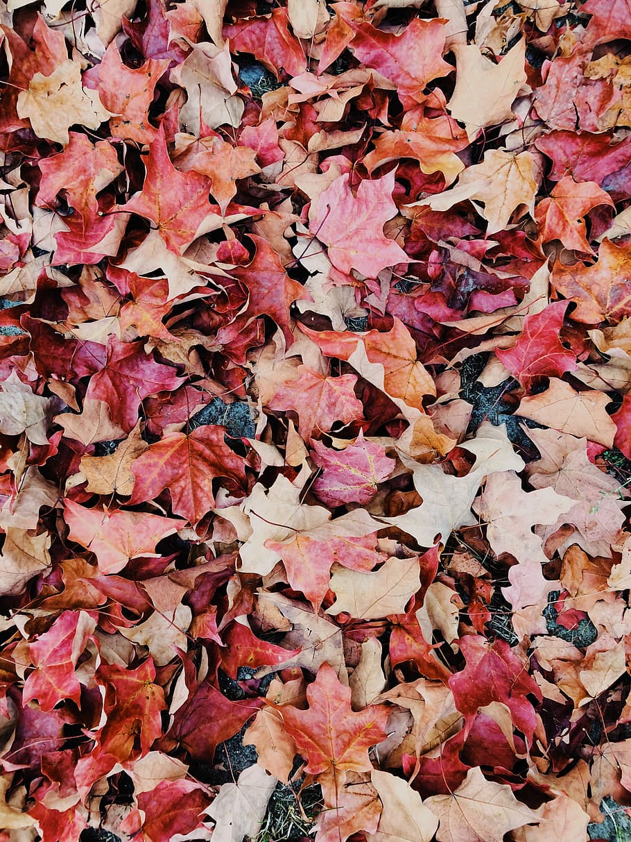 fulles seques, marró, rosa, maple, fulles, full, tardor, caure, taronja, vermell, caminar, sòl, marc complet, fons, part de la planta, canvi, abundància, sec, vulnerabilitat, cap gent, fragilitat, bellesa a la natura, dia, primer pla, gran grup d'objectes, naturalesa, caient, patró natural, vista d’angle alt, a l'aire lliure, fulla d'auró, condició natural, 4K
