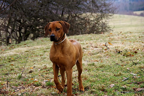 Pes, ridgeback, rhodesian, zvíře, Příroda, venku, zvířata a domácí zvířata, domácí mazlíčci, savec, hnědý, tráva, roztomilý, jednoho zvířete, domácí zvířata, zvířat, zaměřit se na popředí, psí, domácí, rostlina, pole, portrét, den, přistát, při pohledu na fotoaparát, obratlovců, nikdo, čistokrevný pes, 4K, CC0, veřejná doména, bez autorských práv