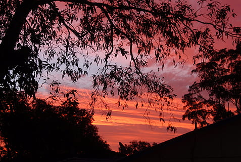 matahari terbenam, pohon, merah, langit, Jeruk, penuh warna, bayangan hitam, malam, keindahan di alam, menanam, warna oranye, scenics - alam, awan - langit, alam, adegan yang tenang, ketenangan, tidak ada orang, idilis, di luar rumah, cabang, Arsitektur, langit yang dramatis, struktur yang dibangun, adegan non-urban, langit romantis, 2K, CC0, domain publik, bebas royalti