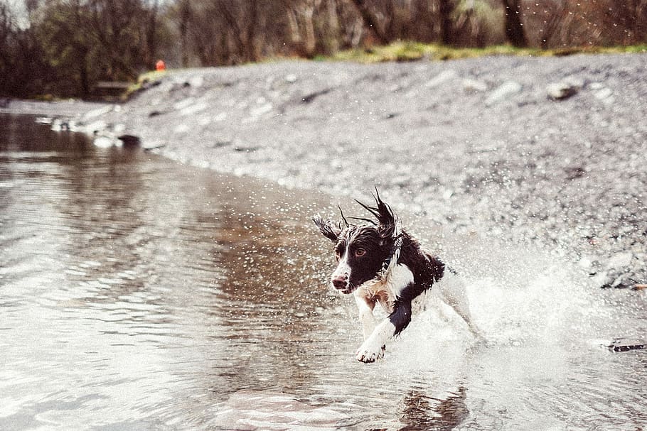 štěně, běh, voda, během dne, bílý, Černá, border kolie, řeka, springer spaniel, španěl, Pes, splash, sportovní pes, akce, jezero, zátoka, odhodlání, zvířat, savec, zvíře, stříkající, jednoho zvířete, domácí zvířata, obratlovců, pohyb, domácí, domácí mazlíčci, den, psí, Příroda, nábřeží, zvířata ve volné přírodě, nikdo, venku, býložravý, 2K