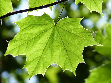green, leaf, branch, maple leaf, maple, tree, forest, nature, back light, sun, plant, light, plant part, green color, close-up, growth, focus on foreground, day, no people, beauty in nature, leaf vein, outdoors, leaves, sunlight, natural pattern, selective focus, 1080P, CC0, public domain, royalty free