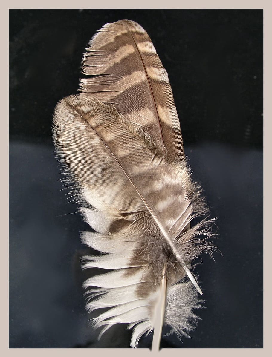 piuma, piume, macro, Marrone, Ali, uccello, natura, morbido, penna d'oca, soffice, ala, struttura, animale, temi animali, fauna selvatica, animali allo stato selvatico, un animale, filtro di post produzione automatico, trasferimento stampa, vertebrato, avvicinamento, nessuno, parte del corpo animale, all'aperto, bellezza nella natura, ala animale, morbidezza, giorno, concentrarsi sulle conoscenze acquisite, sfondo nero, 1080P