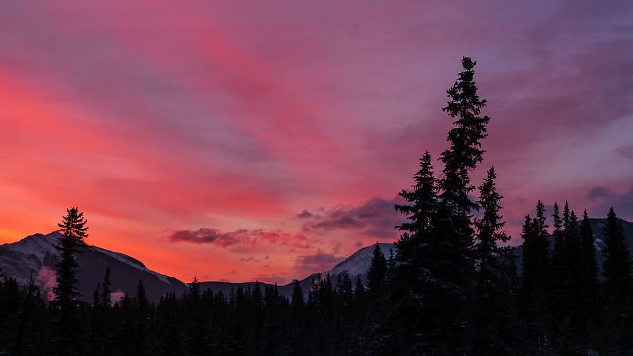 silhuet, træer baggrund, bjerg, træ, gylden, time, himmel, rød himmel, Skov, lyserød, cloudscape, vinter, solopgang, solnedgang, natur, udendørs, morgen, landskab, Canada, humørsyg, drømmende, baggrund, tapet, plante, scenics - natur, skønhed i naturen, rolig scene, fyrretræ, ro, nåletræ, sky - himmel, ingen mennesker, jord, lyserød farve, miljø, fyrreskov, eviggrønne træ, lilla, 4K