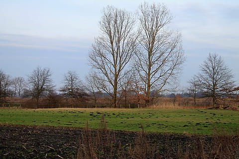 arabil, camp, copaci, peisaj, cer, copac, arbore gol, plantă, teren, natură, liniște, nici o persoana, o scenă liniștită, nor - cer, scenice - natura, mediu inconjurator, frumusețe în natură, zi, Culoarea verde, creştere, scenă non-urbană, în aer liber, 4K, CC0, domeniu public, fără drepturi de autor