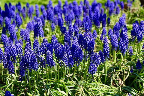primavera, lilla, fiore, viola, natura, lavanda, blu, estate, pianta, all'aperto, crescita, pianta fiorita, bellezza nella natura, freschezza, vulnerabilità, campo, avvicinamento, fragilità, terra, colore verde, giorno, botanica, concentrarsi sulle conoscenze acquisite, nessuno, messa a fuoco selettiva, fotogramma intero, testa di fiore, letto di fiori, 5K, CC0, dominio pubblico, privo di copyright