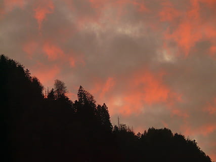 sunset, sky, clouds, fire, fiery, red, reddish, burning, gloomy, threatening, evening, afterglow, tree, beauty in nature, plant, cloud - sky, silhouette, scenics - nature, tranquility, tranquil scene, no people, nature, forest, growth, orange color, non-urban scene, idyllic, land, low angle view, coniferous tree, pine tree, treetop, pine woodland, 2K, CC0, public domain, royalty free