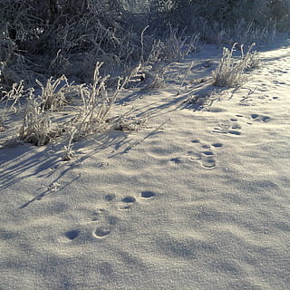 sneeuw, sporen, winter, koude temperatuur, natuur, geen mensen, bevroren, voetspoor, buitenshuis, dag, bandspoor, land-, kalmte, fabriek, schoonheid in de natuur, veld-, aan het bedekken, boom, rustige scène, witte kleur, zonlicht, milieu, hoge hoekmening, 1080P, CC0, publiek domein, royaltyvrij
